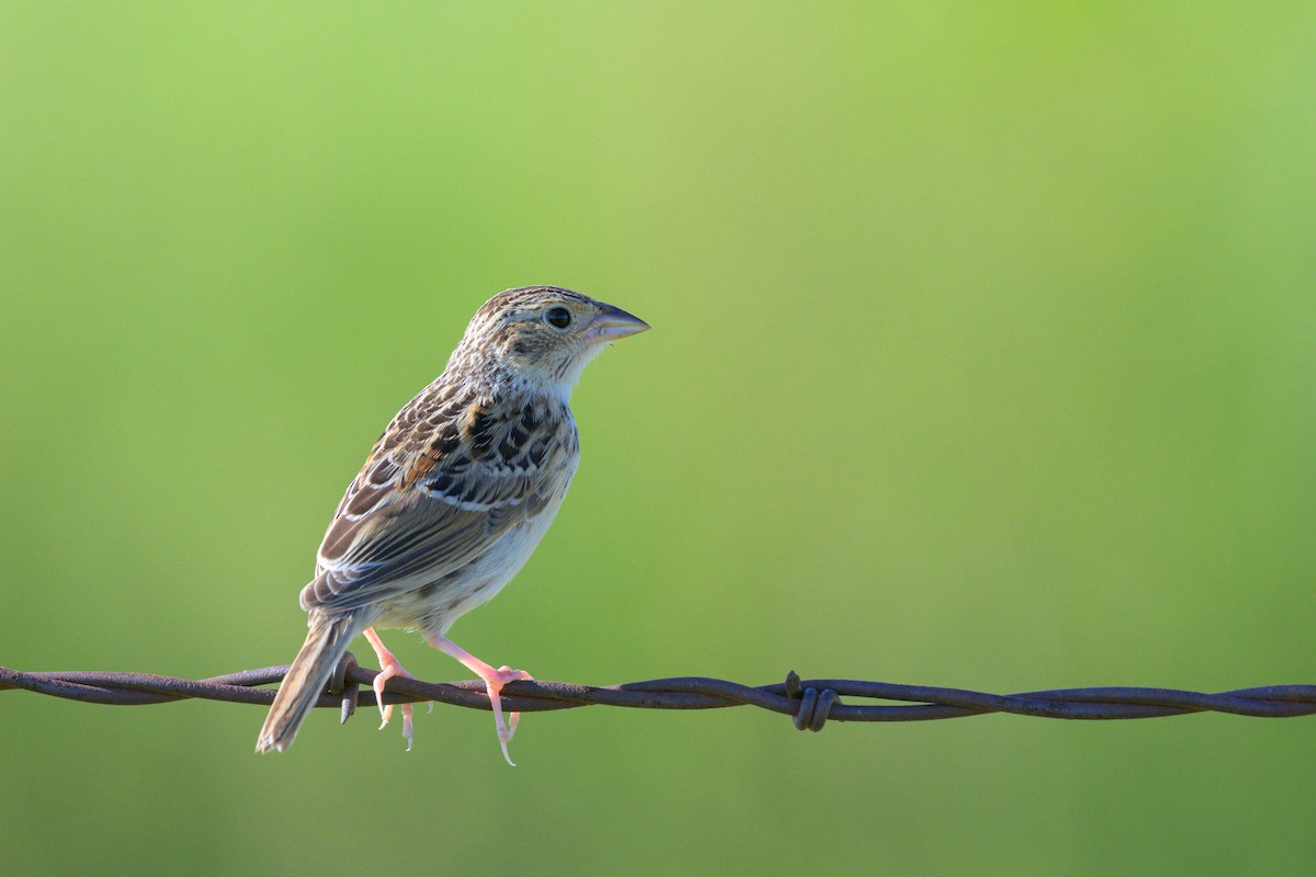 Grasshopper Sparrow - ML641666345