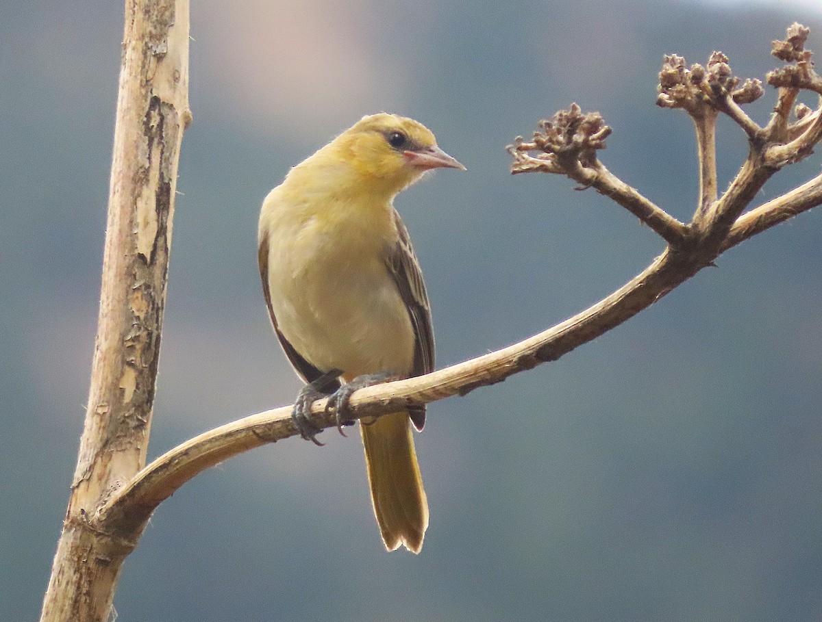 Bullock's Oriole - ML641666368