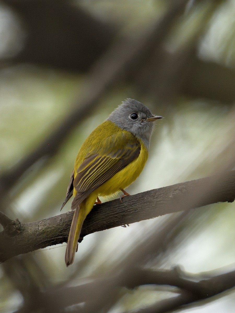 Gray-headed Canary-Flycatcher - ML641666376