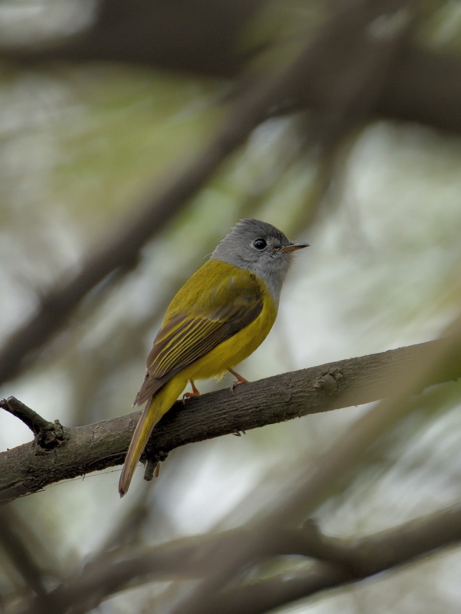Gray-headed Canary-Flycatcher - ML641666377