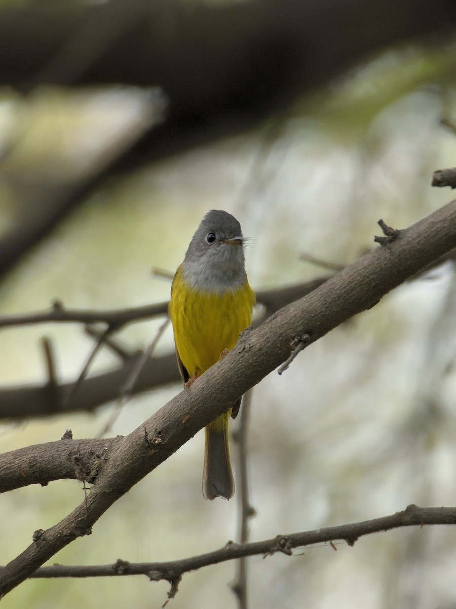 Gray-headed Canary-Flycatcher - ML641666378