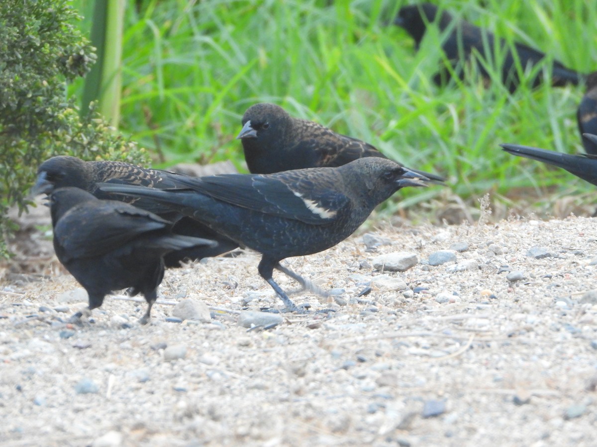 Tricolored Blackbird - ML641666404