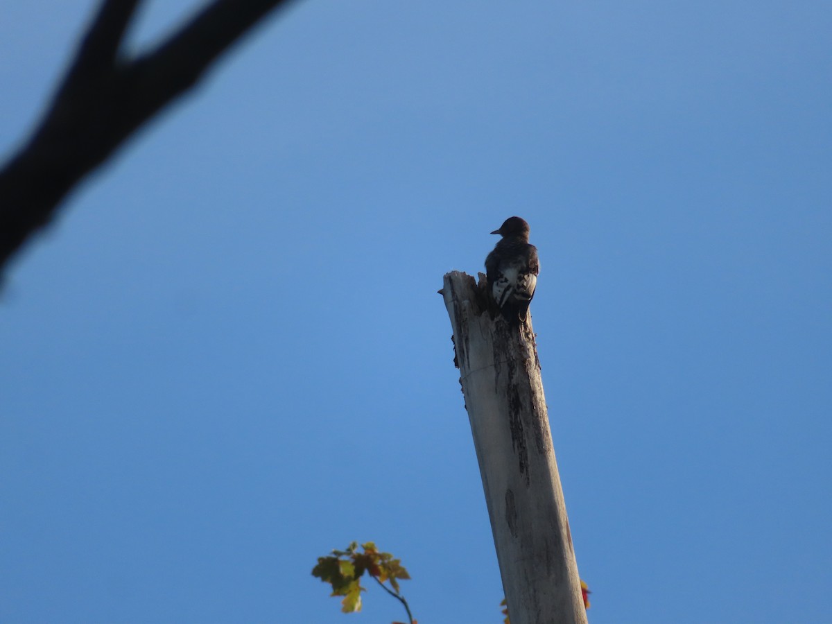 Red-headed Woodpecker - ML641666408