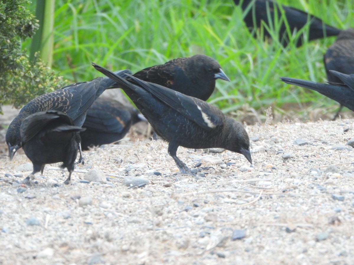 Tricolored Blackbird - ML641666434