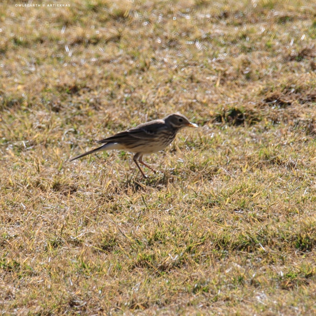 American Pipit - ML641666449
