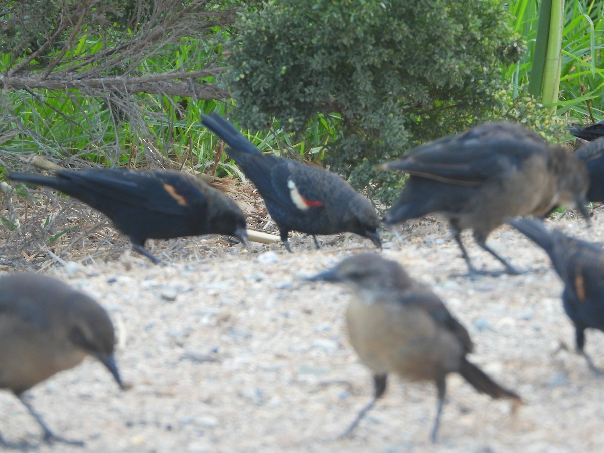 Tricolored Blackbird - ML641666451