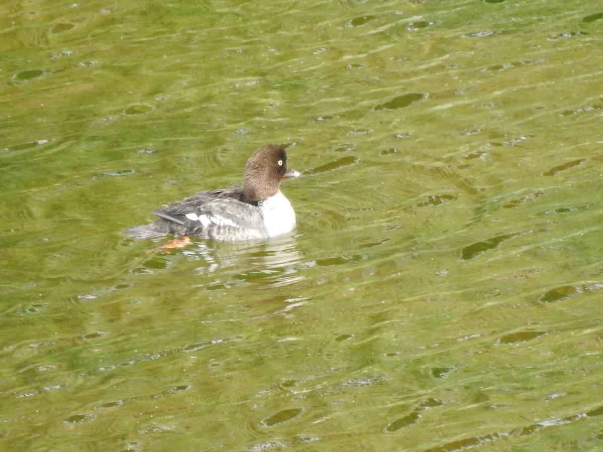 Common/Barrow's Goldeneye - ML641666456