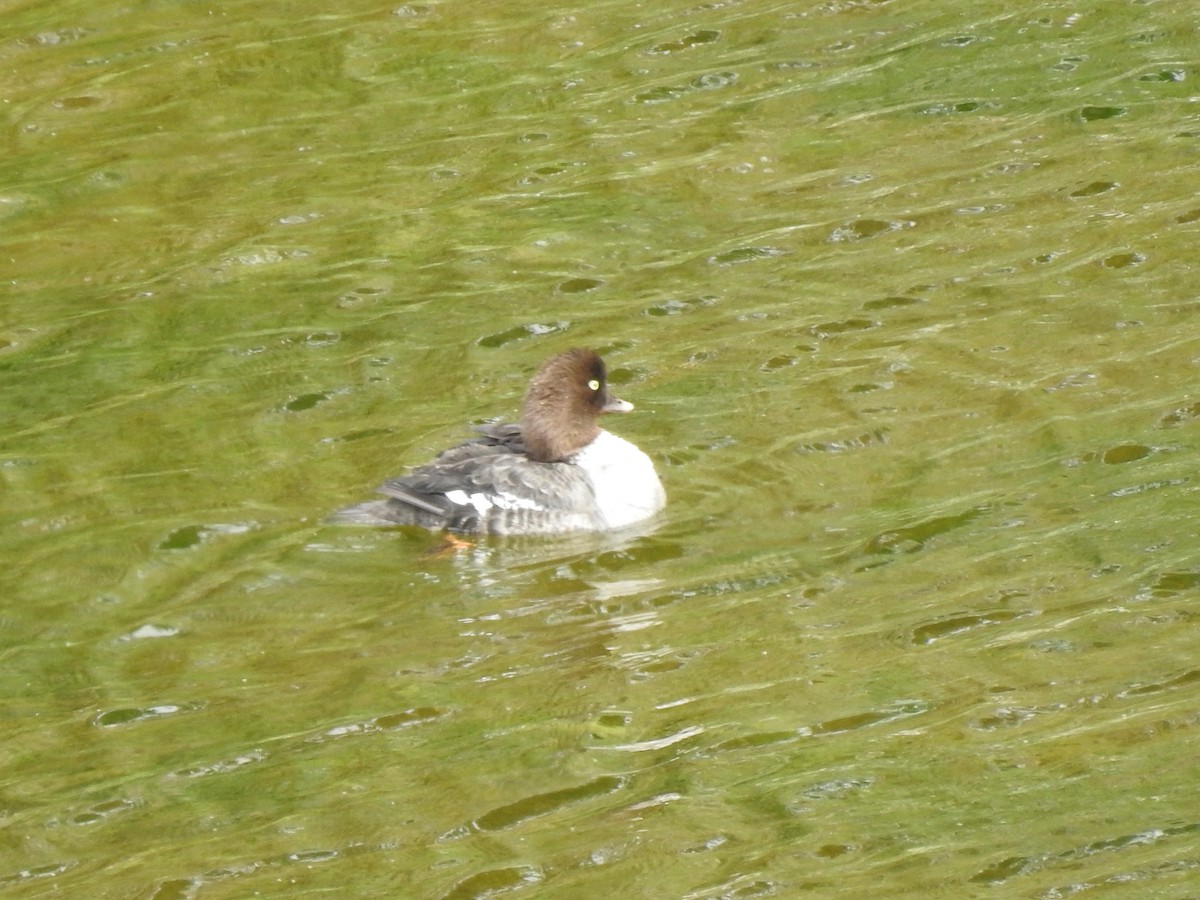 Common/Barrow's Goldeneye - ML641666464