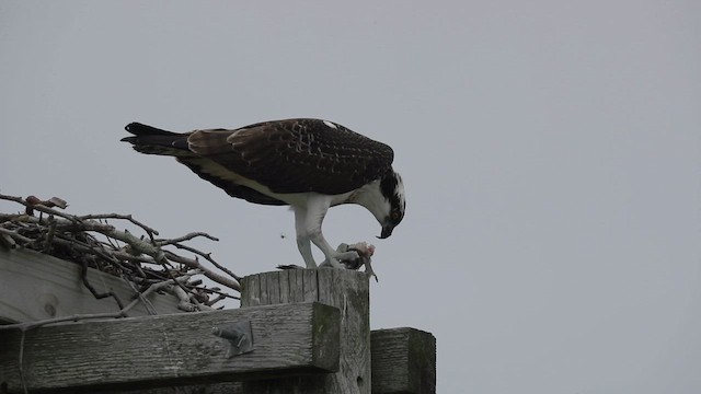 Falco pescatore - ML641666472