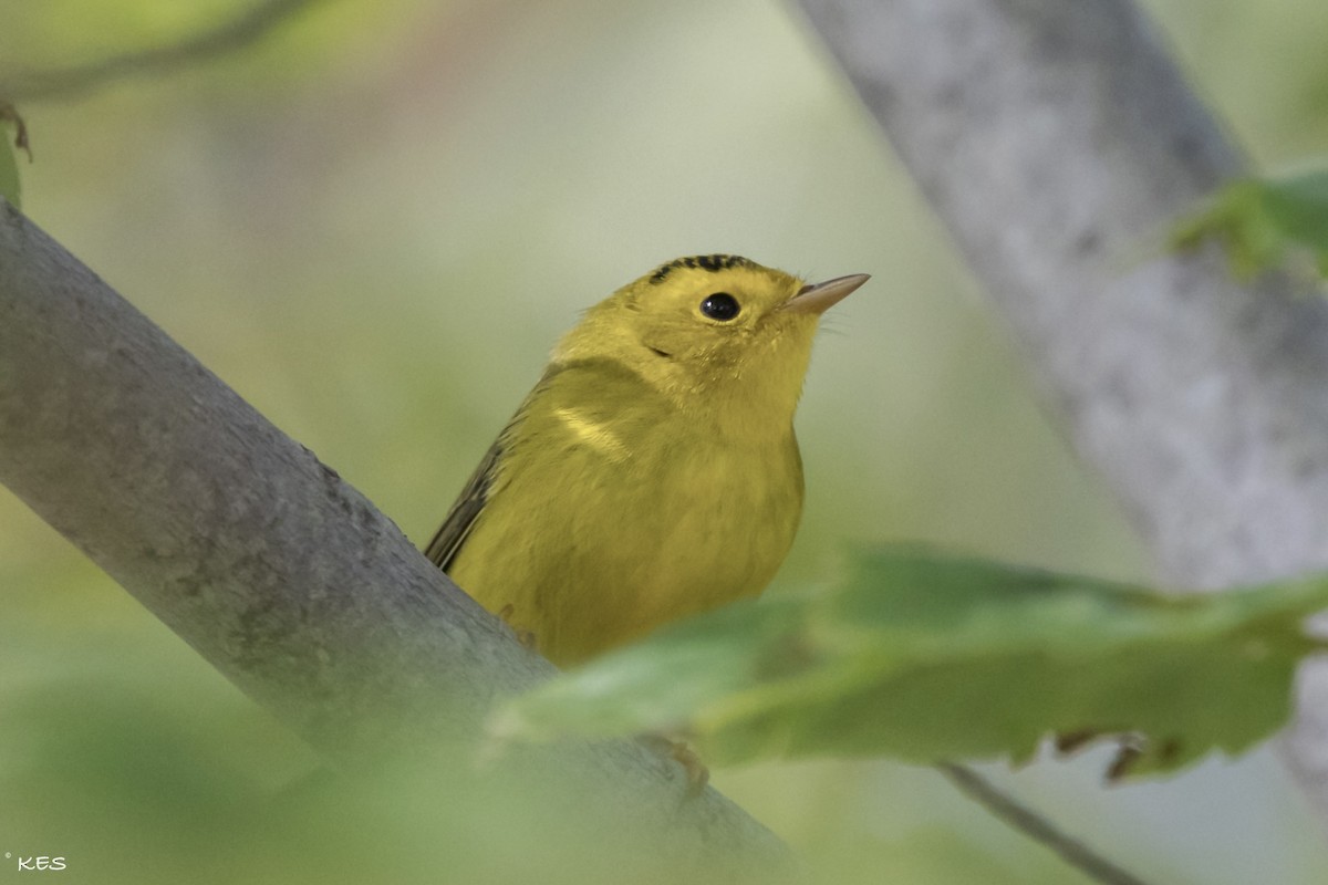 Болотянка мала - ML641666485