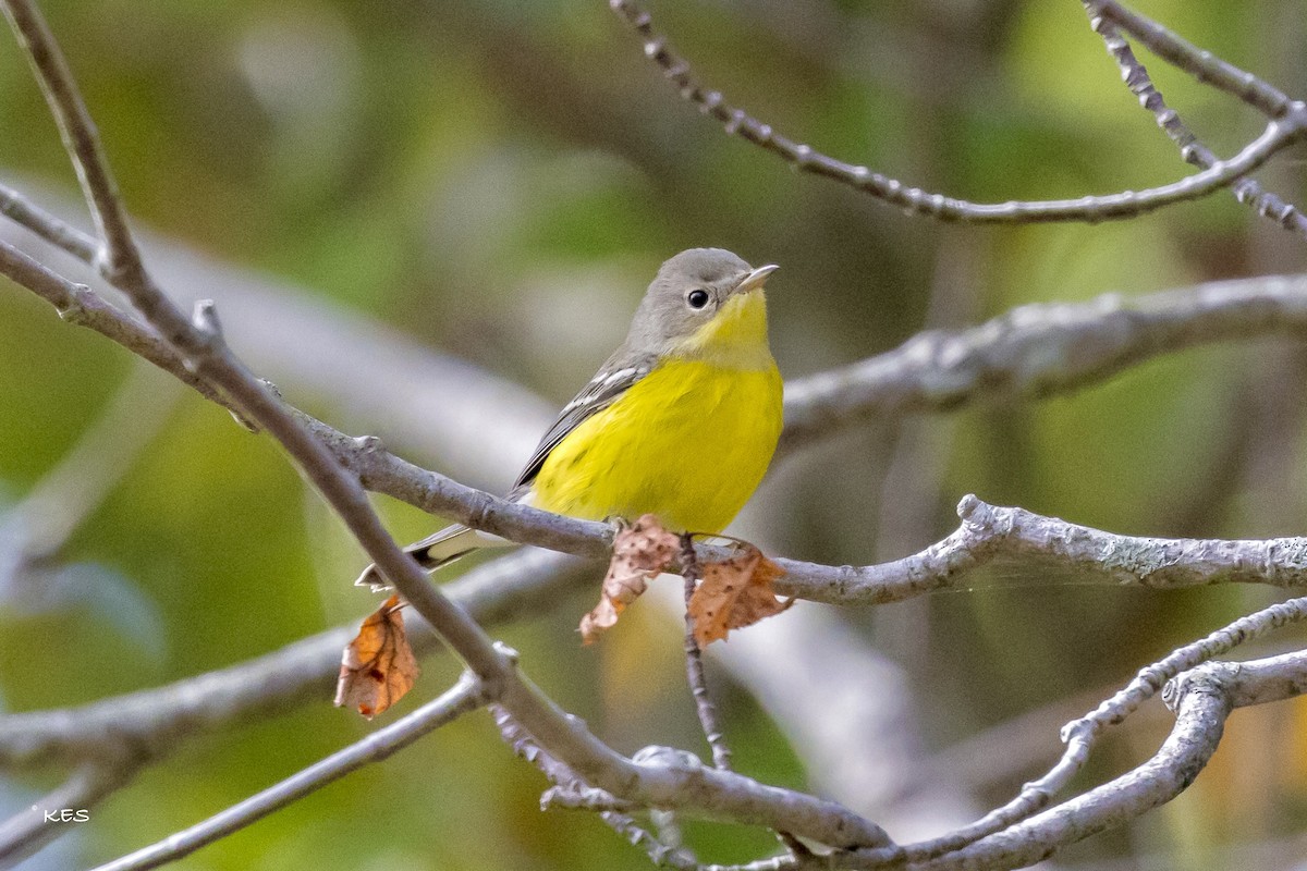 Пісняр-лісовик канадський - ML641666491