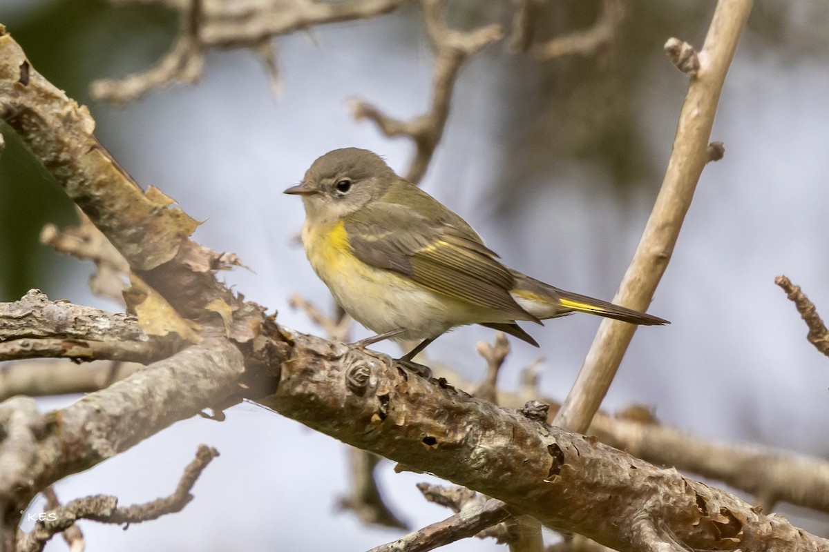 Пісняр горихвістковий - ML641666497