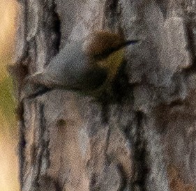 Brown-headed Nuthatch - ML641666508