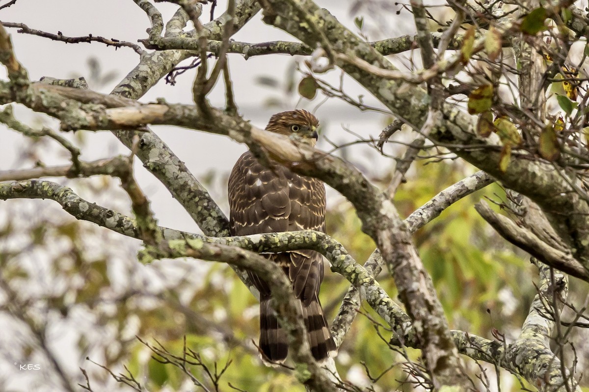 Яструб чорноголовий - ML641666512