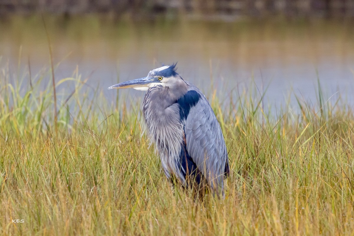 Чапля північна - ML641666520