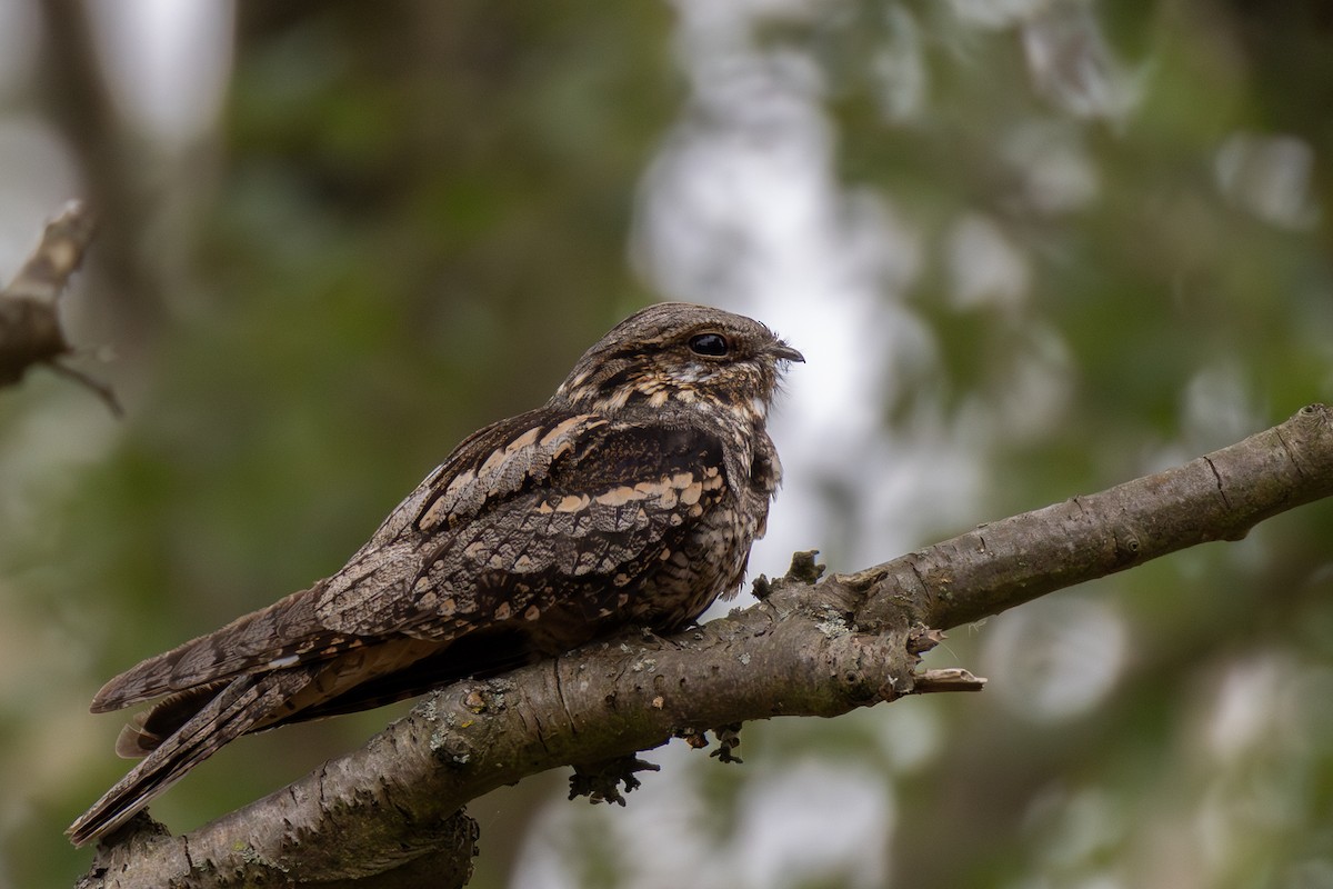 Eurasian Nightjar - ML641666525