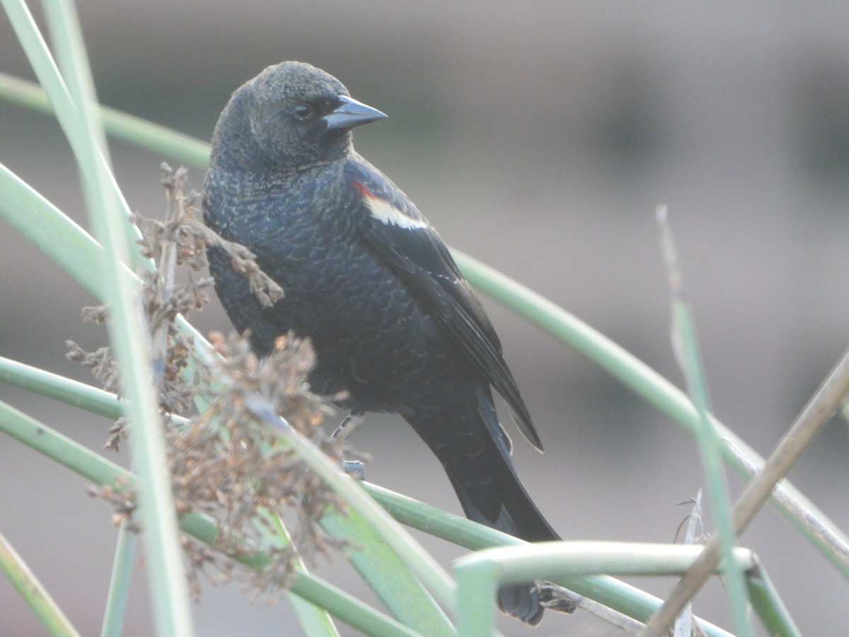 Tricolored Blackbird - ML641666534