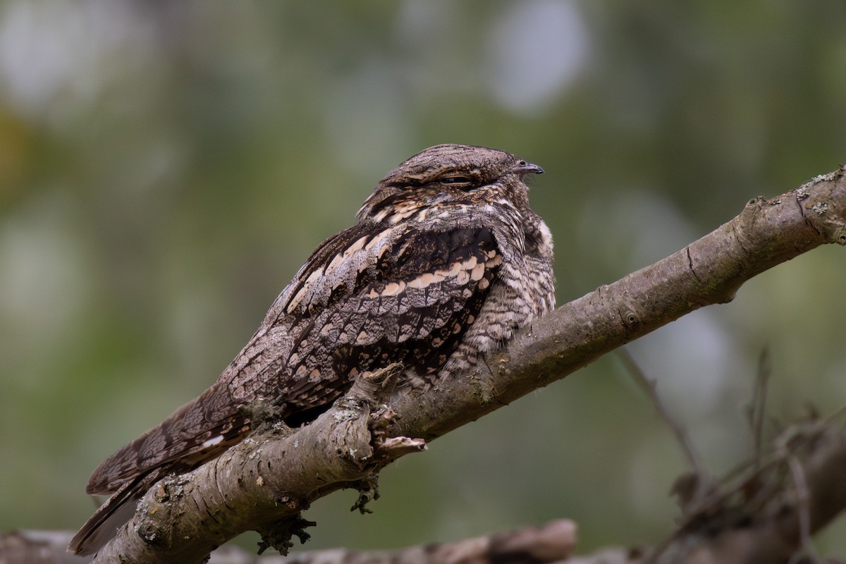Eurasian Nightjar - ML641666538