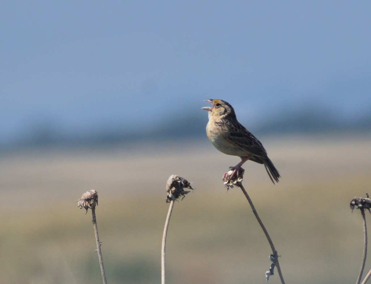Grasshopper Sparrow - ML641666543