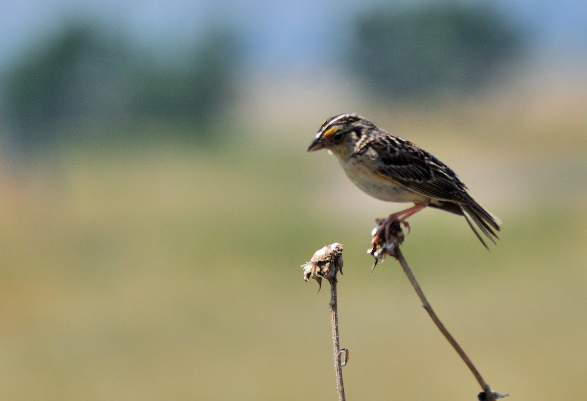 Grasshopper Sparrow - ML641666546