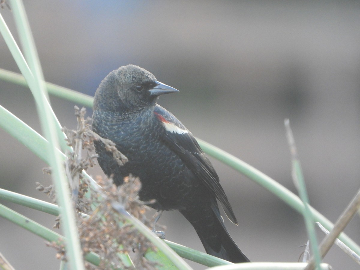Tricolored Blackbird - ML641666565
