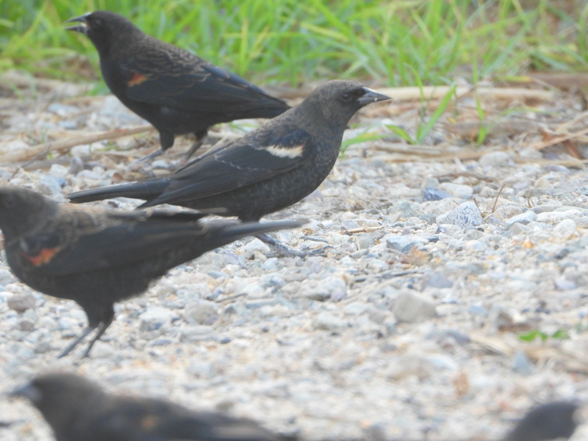 Tricolored Blackbird - ML641666584