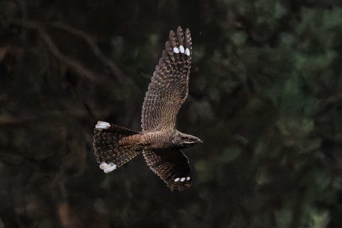 Eurasian Nightjar - ML641666597