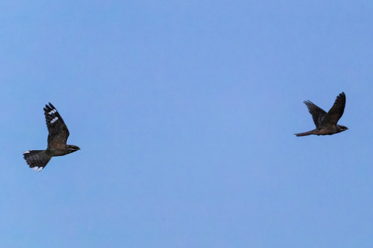 Eurasian Nightjar - ML641666598