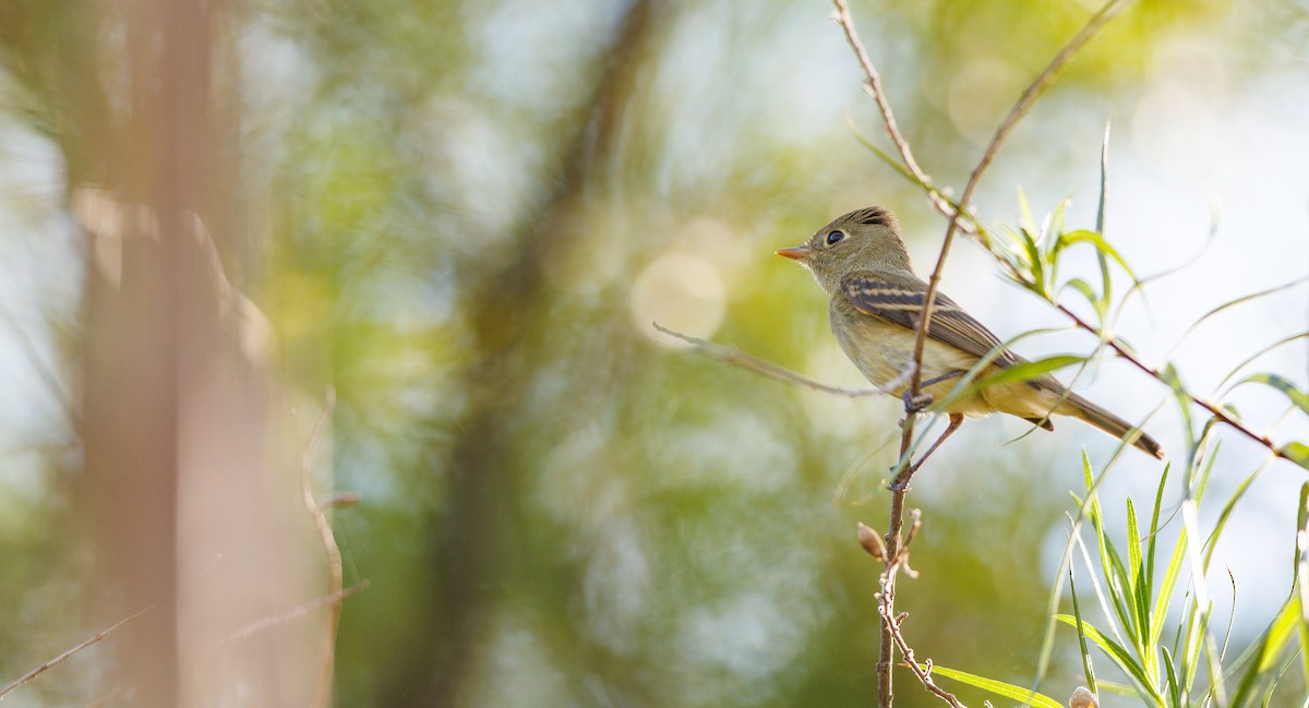 Western Flycatcher (Pacific-slope) - ML641666615
