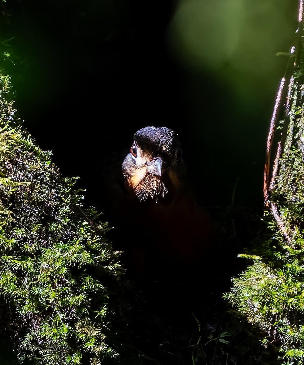 Scaled Antpitta - ML641666619