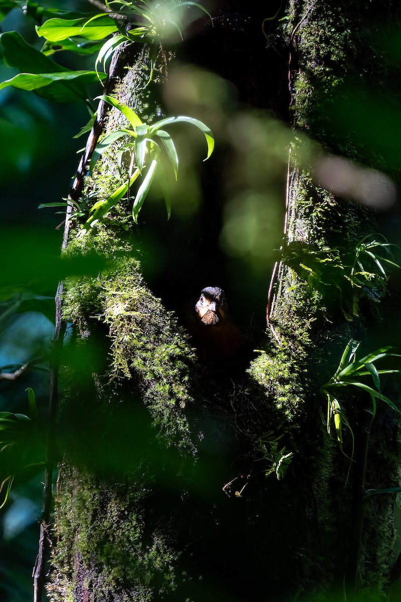 Scaled Antpitta - ML641666620