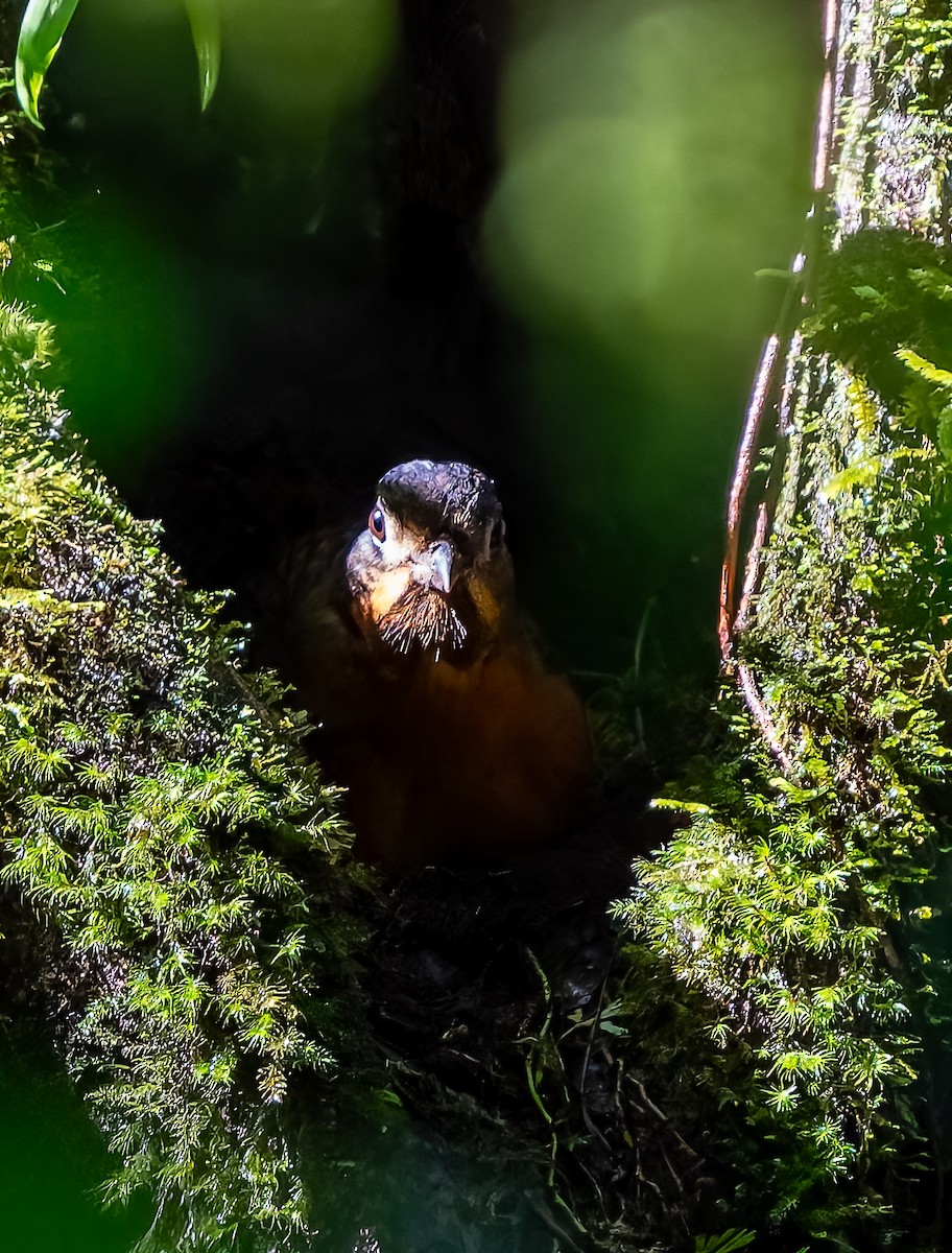 Scaled Antpitta - ML641666621