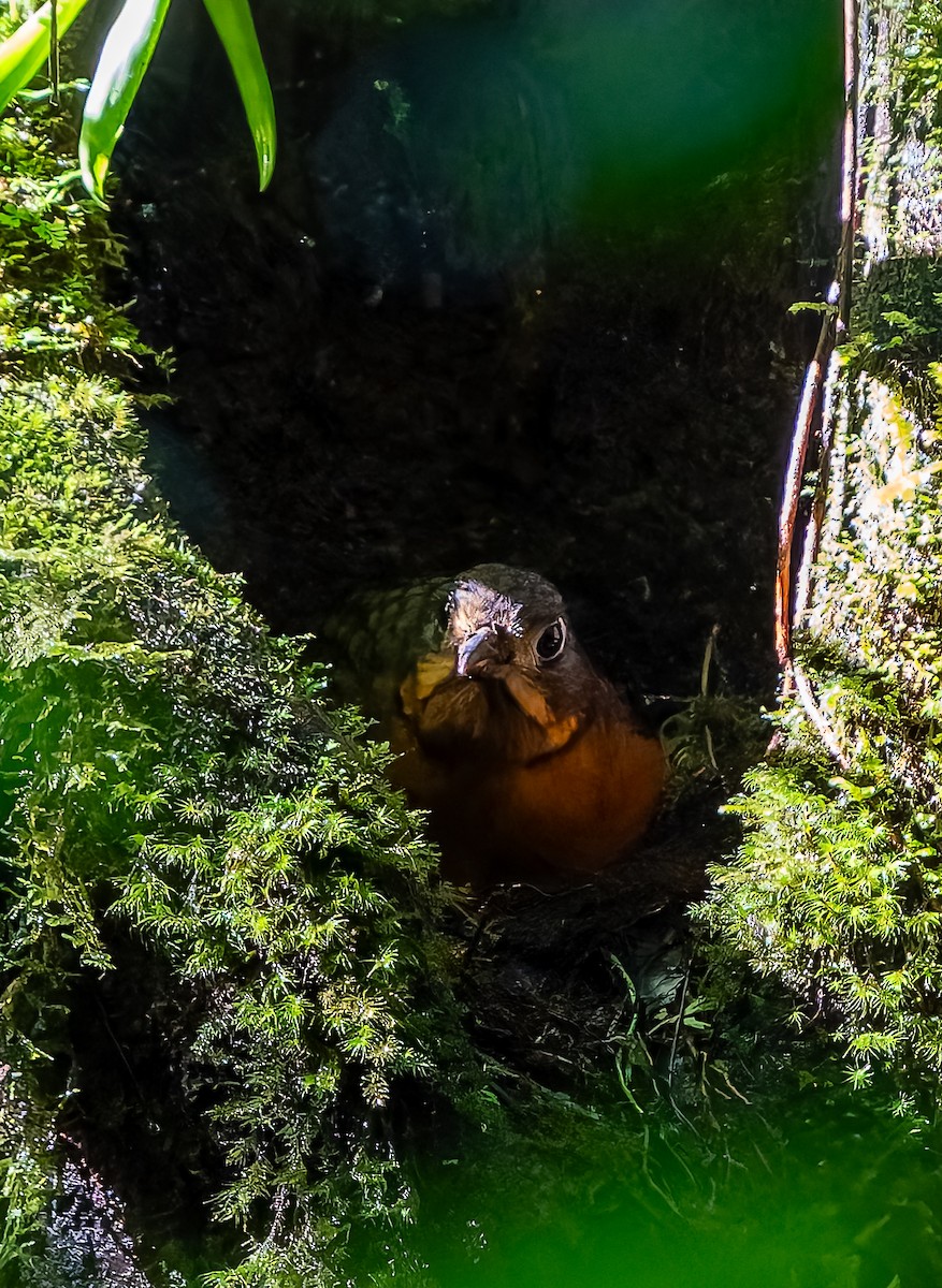 Scaled Antpitta - ML641666622