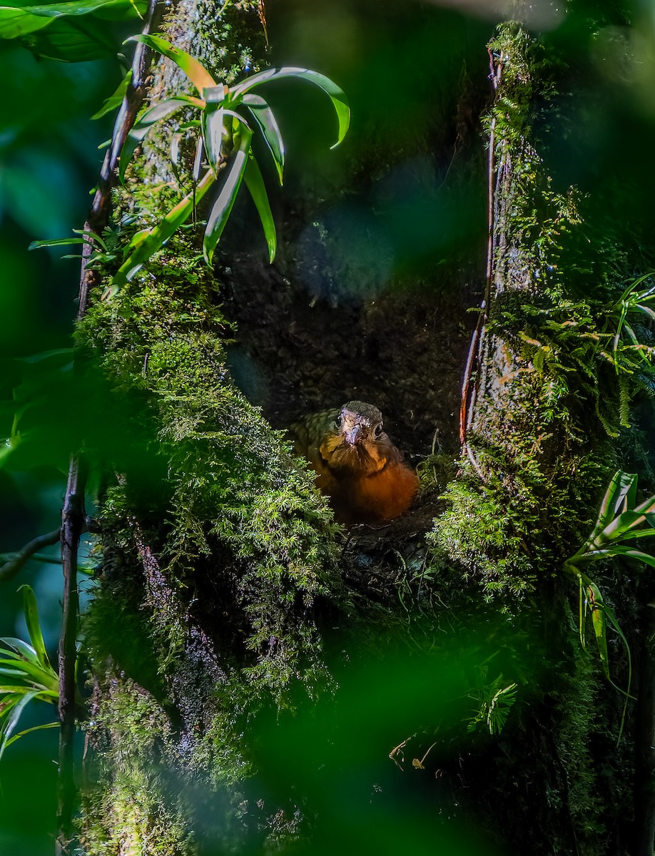 Scaled Antpitta - ML641666623