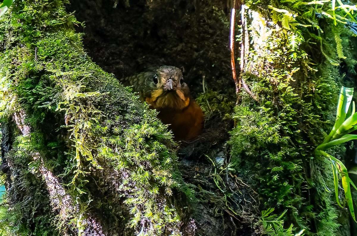 Scaled Antpitta - ML641666624