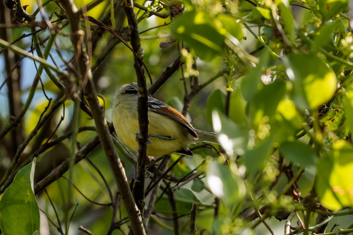 Rufous-margined Antwren - ML641666626