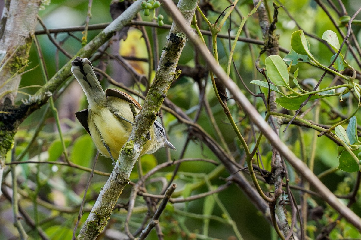 Rufous-margined Antwren - ML641666627