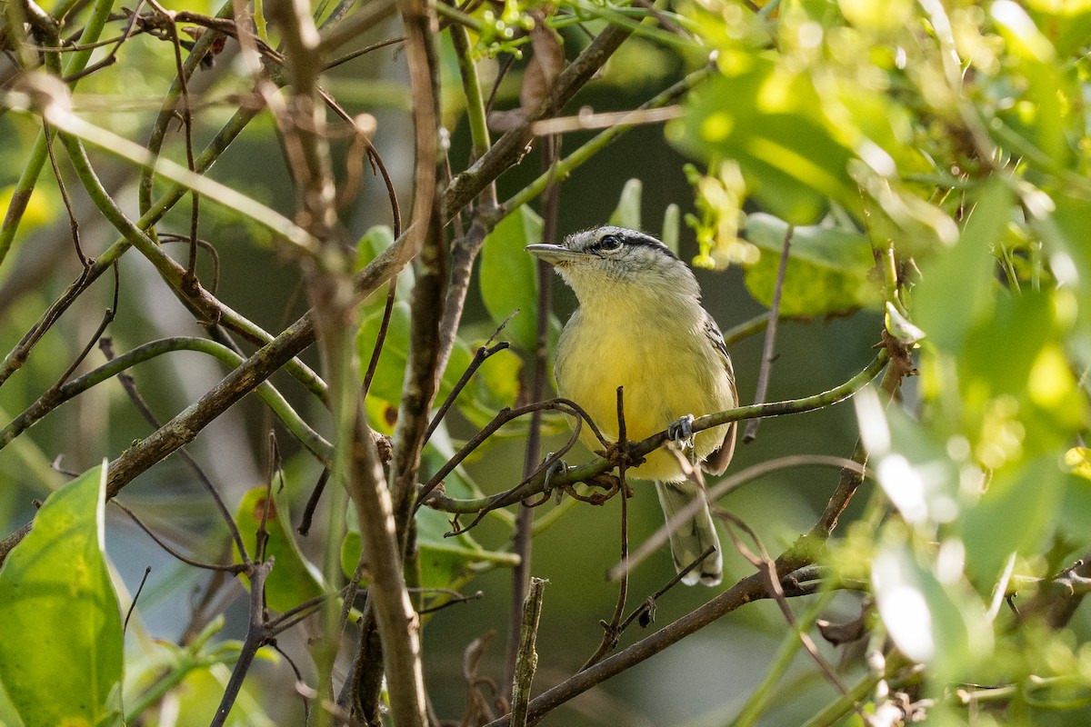 Rufous-margined Antwren - ML641666628