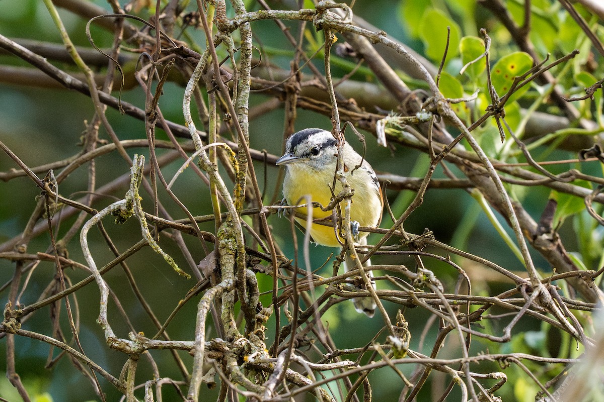 Rufous-margined Antwren - ML641666629
