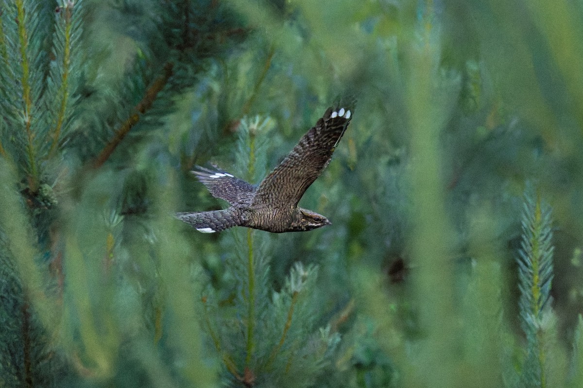 Eurasian Nightjar - ML641666701