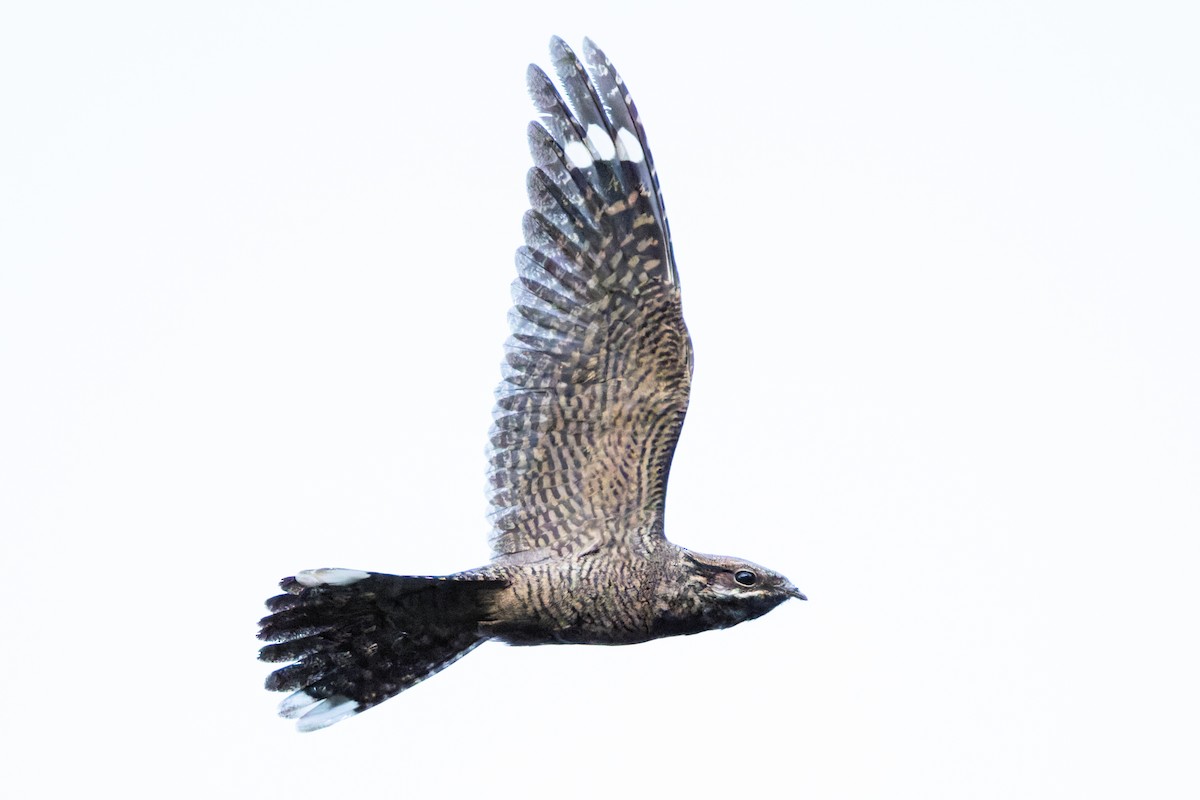 Eurasian Nightjar - ML641666702