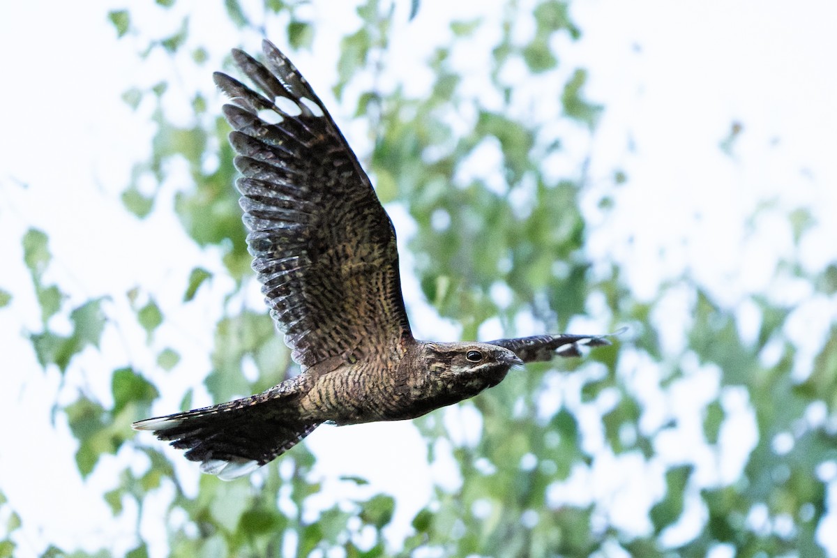Eurasian Nightjar - ML641666704