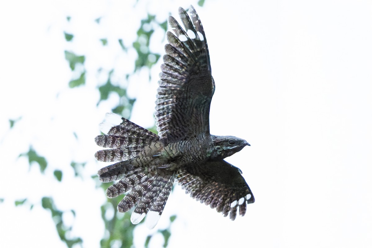 Eurasian Nightjar - ML641666705