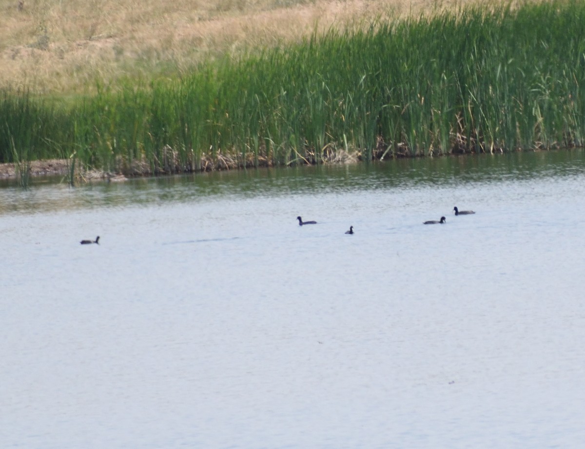 American Coot (Red-shielded) - ML641666728
