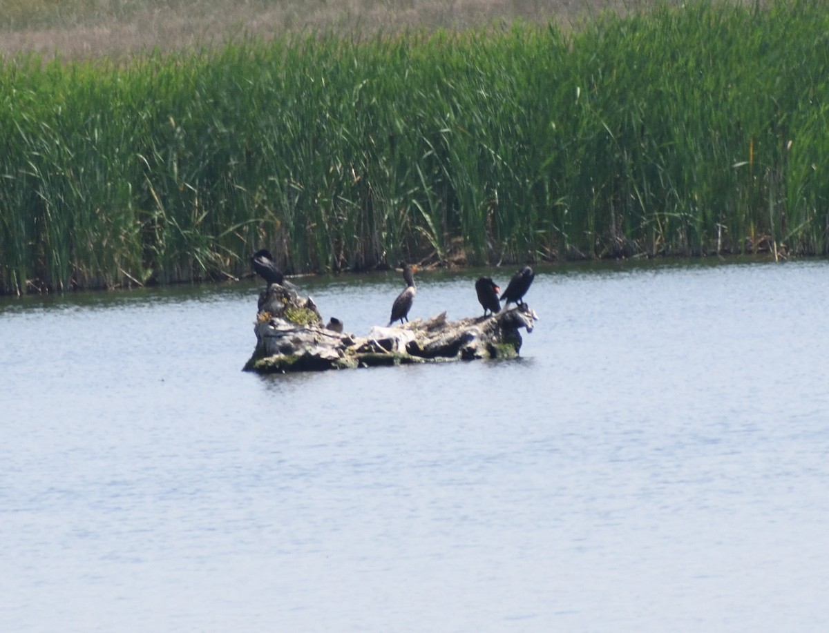Double-crested Cormorant - ML641666729