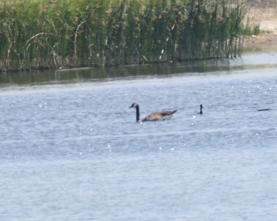 Canada Goose - ML641666732