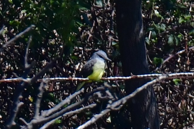 Tyran mélancolique - ML641666734