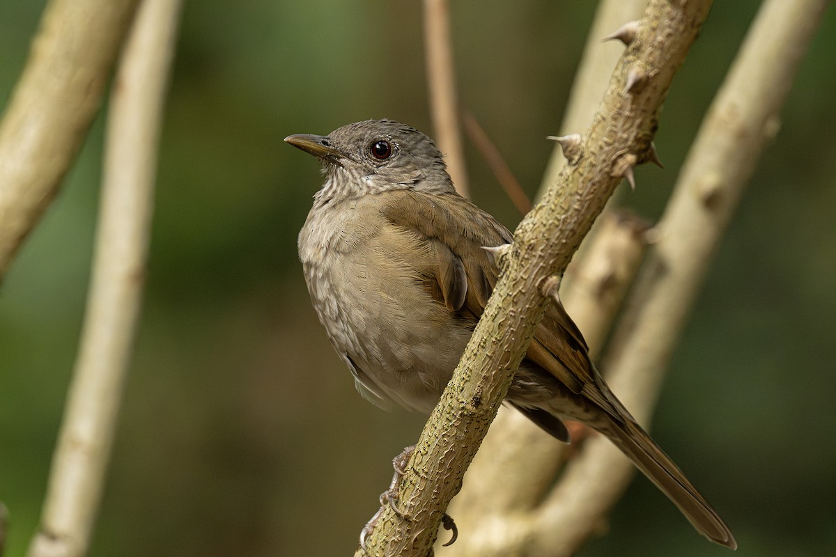 Pale-breasted Thrush - ML641666769