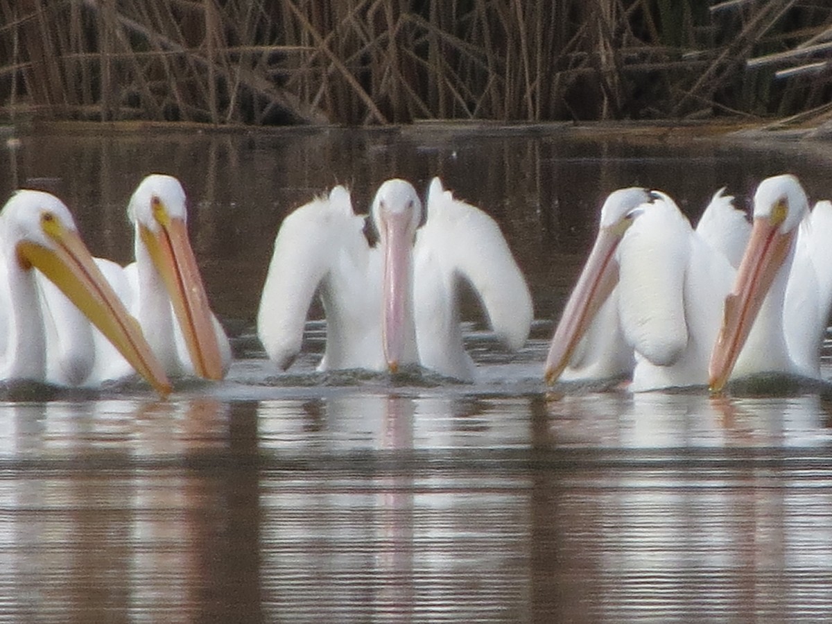 American White Pelican - ML641666789