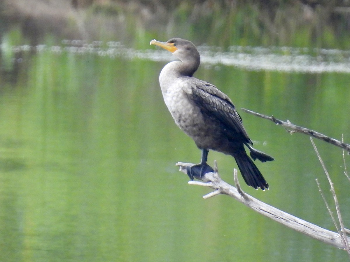 Double-crested Cormorant - ML641666796